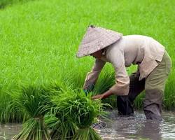 Polemik Impor Beras di Tengah Klaim Surplus Produksi: Paradoks Pangan Nasional